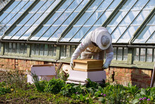 Beekeeper Collecting Honey From Bee Hive In Beekeeping Suit