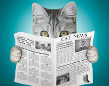 Scottish Cat Holding And Reading A Newspaper. Cat's News