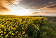 Yellow Rapeseed Field At The Sunset.