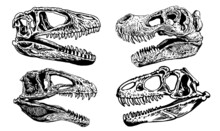 Graphical Set Of Skulls Of Tyrannosaurus Isolated On White Background,paleontological Elements 