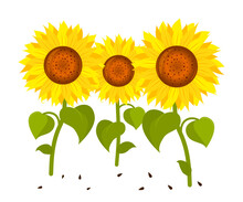 Three Sunflowers In Cartoon Style. Vector Isolated On A White Background.