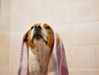 Time to dry off. Cropped shot of an adorable young Jack Russell sitting in the bathroom at home with a towel on his head.