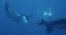 Two Oceanic Mantas And Scuba Divers.mov