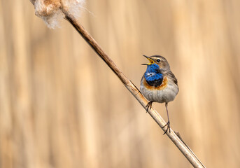 Sticker - Bluethroat bird close up ( Luscinia svecica )