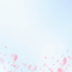 Wall Mural - Sakura petals falling down. Romantic pink flowers gradient. Flying petals on blue sky square background. Love, romance concept. Alive wedding invitation.