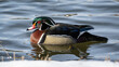 Wood duck on the water