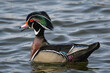 Wood duck on the water
