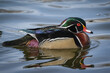 Wood duck in the water