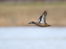 Male Blue-winged Teal In Flight Against Reeds Over Lake