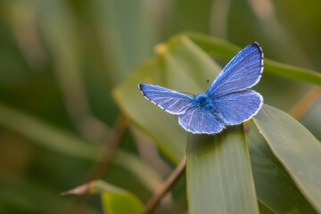 Wall Mural - Common blue butterfly (Polyommatus icarus) perched on a branch in a UK garden. Beautiful British butterfly portrait.