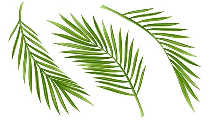 tropical palm leaf isolated on white background. realistic green summer plant tree set. tropic botan