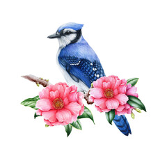 Blue jay bird with camellia flowers. Watercolor illustration. Beautiful pink camellia blossoms with forest bird. Blue jay in spring decor illustration