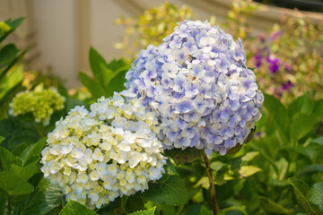 Hydrangea flowers are blooming in Da Lat garden. This is a place to visit ecological tourist garden attracts other tourism to the highlands Vietnam. Nature and travel concept. Selective focus.