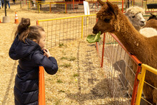 Child Feeding A Llama 