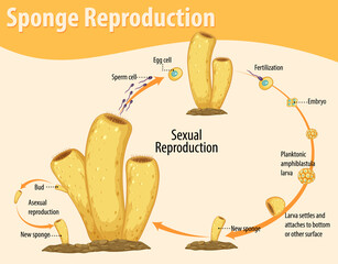 Poster - Diagram showing sponge reproduction