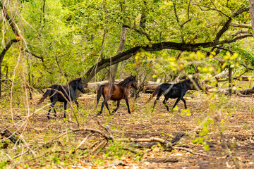 wild horses in letea forest