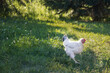 A white chicken runs free on a farm during summer in Canada