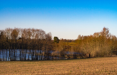 Wall Mural - view of the pond through the trees in the early spring morning with blue skies
