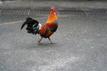 Poster - pretty rooster | Red Junglefowl | Gallus gallus | 红原鸡 | rooster on the grass	