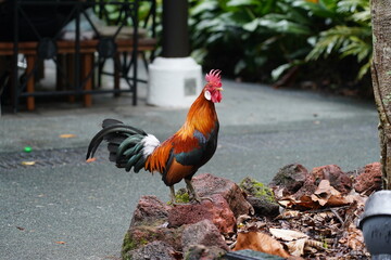 Poster - pretty rooster | Red Junglefowl | Gallus gallus | 红原鸡 | rooster on the grass	