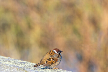 Poster - Eurasian tree sparrow resting on wood