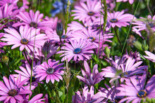 Sun Drenched Purple Flowers With Blue Centres (Osteopspermum Fruticosum).