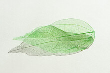 Coloured Decorative Transparent Green Skeleton Leaf With Beautiful Shadow Isolated On White Background.