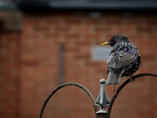 Canvas Print - Starling 