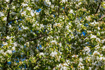 Aufkleber - apple tree branches with blooming flowers