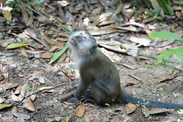 Wall Mural - Monkey in the forest