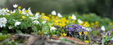 Fototapeta Kwiaty - a flower meadow with small spring flowers, a bed with spring wild flowers