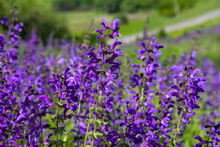 Violet Flowers Salvia ( Sage ) In Sun Light On Meadow In Summer