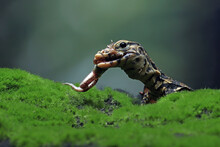 Close-up Of A Varanus Salvator Lizard On Moss Eating Prey, Indonesia