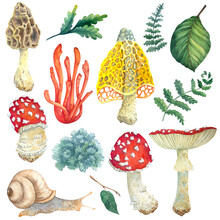 Watercolor Mushrooms, Leaves, Snail On White Background. Botanical Illustration For Postcards, Posters, Textile Design.