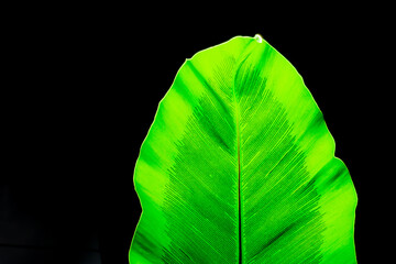 Wall Mural - Green leaf of Bird’s nest fern on a black background, green leaf detail.soft focus. shallow focus effect.