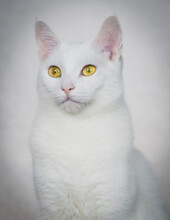 Portrait Of A White Cat With Yellow Eyes Sitting On A Sofa