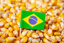 Flag Of Brazil On Corn Grain. Growing Corn In Brazil Concept