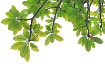 green plumeria or frangipani leaves on tree over white background.