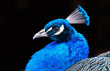 Close-up Portrait Of A Blue Peacock, British Columbia, Canada