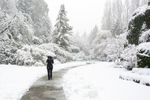 Rear View Of A Woman With An Umbrella Walking In Snowy Garden In Winter, British Columbia, Canada
