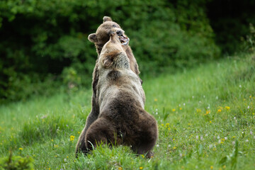 Wall Mural - Two brown bear, ursus arctos, standing on rear legs and fighting with open mouths on a meadow in summer. Scary battle of large mammal predators in wilderness with copy space.