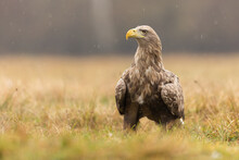 White-tailed Eagle, Haliaeetus Albicilla, Resting On The Ground During A Rain In Autumn Nature. Wild Bird Of Prey Looking Intensely Into The Camera With Blurred Background. Animal Wildlife.