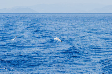 Wall Mural - White seagulls fly in the blue sunny sky above the crystal blue sea.