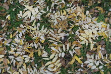 Light Brown Fallen Leaves Of Sophora Japonica On Green Grass In Mid November