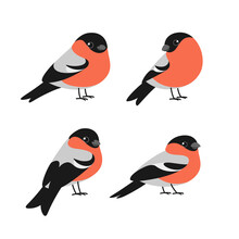 Cartoon Bird Icon Set. Different Poses Of Bullfinch. Vector Illustration For Prints, Clothing, Packaging, Stickers.