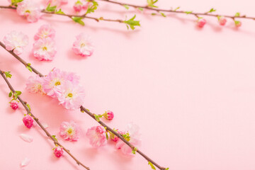 Wall Mural - branches of blossoming almonds on pink background