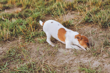 Funny Little Jack Russell Terrier Puppy Digging A Hole In Ground.  Dog Thrust The Head Into A Hole