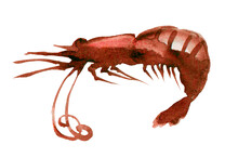 Delicious Red Shrimp Painted In Watercolor.