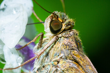 close view of a moth sucking on a flower