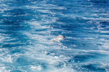 Wall Mural - A sea gull with a full wingspan soars in the clear blue sky.